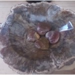 fossile2-1