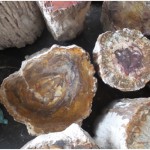 fossile2-2