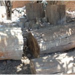 fossile2-4