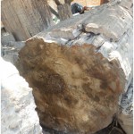 fossile2-5
