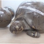 fossile3-1